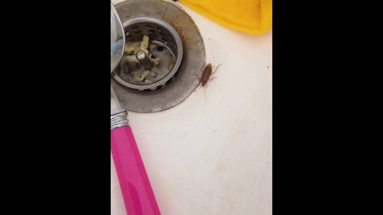 bed bug kitchen sink
