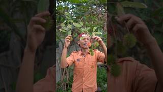 Download Lagu Tanam rambutan jadi pohon rambutan MP3