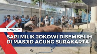 Sapi Simental 1 Ton Sumbangan Presiden Jokowi Disembelih Di Masjid Agung Surakarta