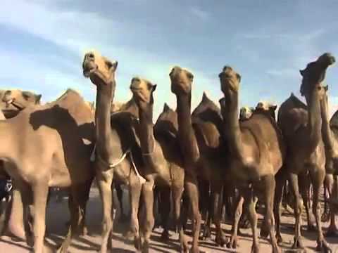 مسيرة بداح محمد ناصر السهلي