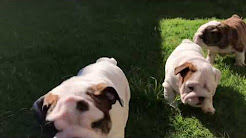 English Bulldog Puppies for sale, English bulldog puppies for sale, ENGLISH BULLDOG PUPPIES FOR SALE, MALE ENGLISH BULLDOG LILAC TRI!!! FOR SALE!!!, Bully Pei, Puppies, For, Sale, In, Houston, Texas, TX, McAllen, McKinney, Mesquite, Plano, English Bulldog Puppies For Sale
