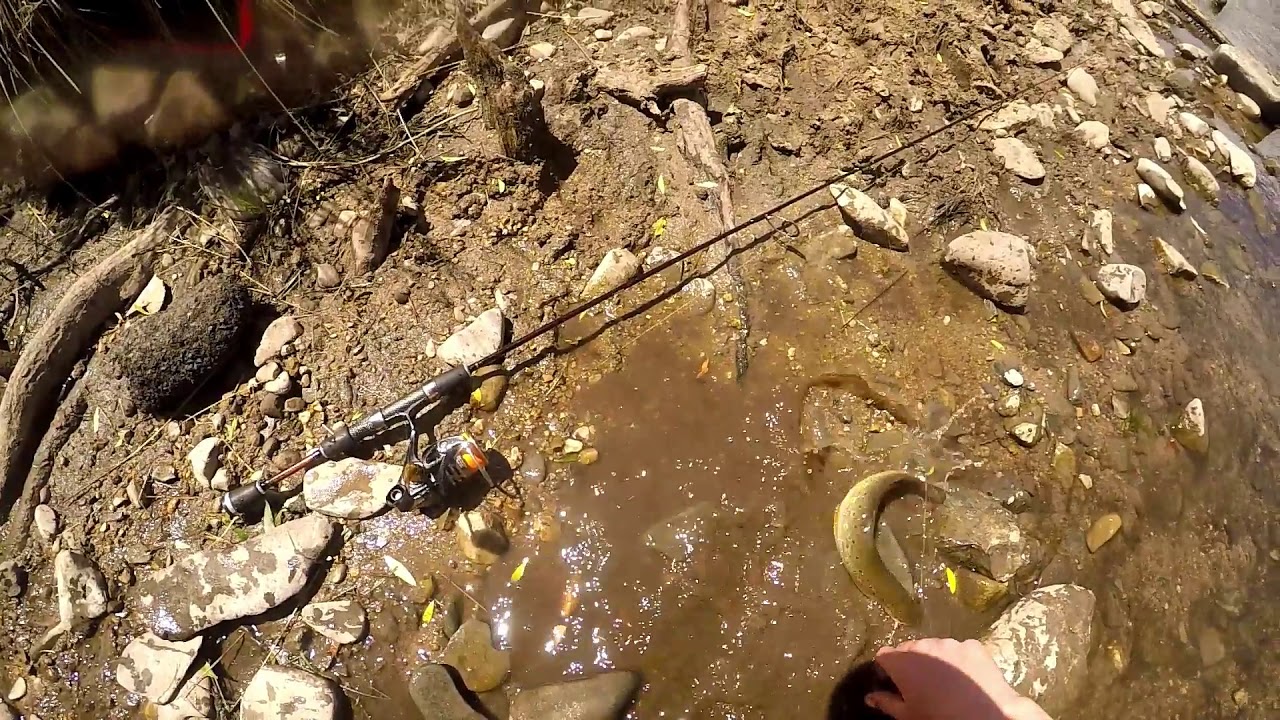 Creek Trout Fishing ; Fishing Tasmania - YouTube