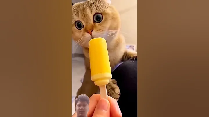 Video 11450551: cats kitten cutecat catlovers, kitten catlover funny cutecat, cats catlover kitten cute