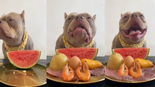 ASMR MUKBANG Pitbull Eating  Watermelon Eating showing