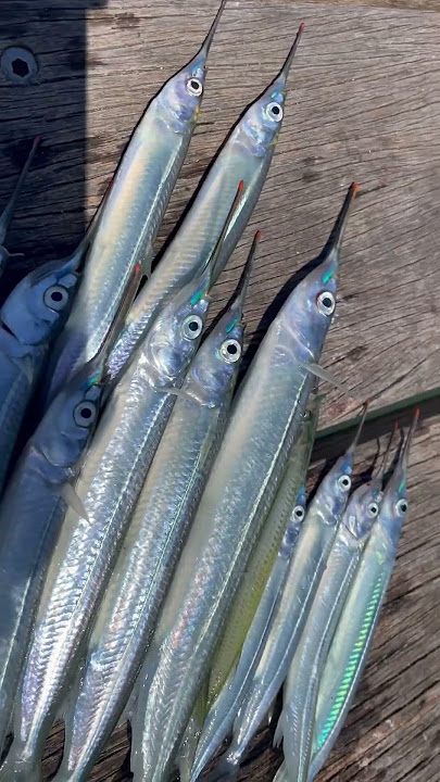 How to rig up live Poddy Mullet for fishing. 