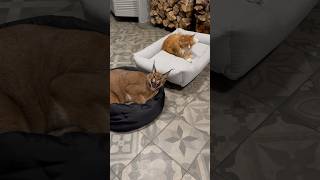 Pumba gets thrown off his bed🙀