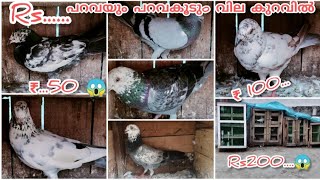 പറവയും പറവകൂടുo കൊടുക്കുന്നു contact cheyu  ...7034832842...