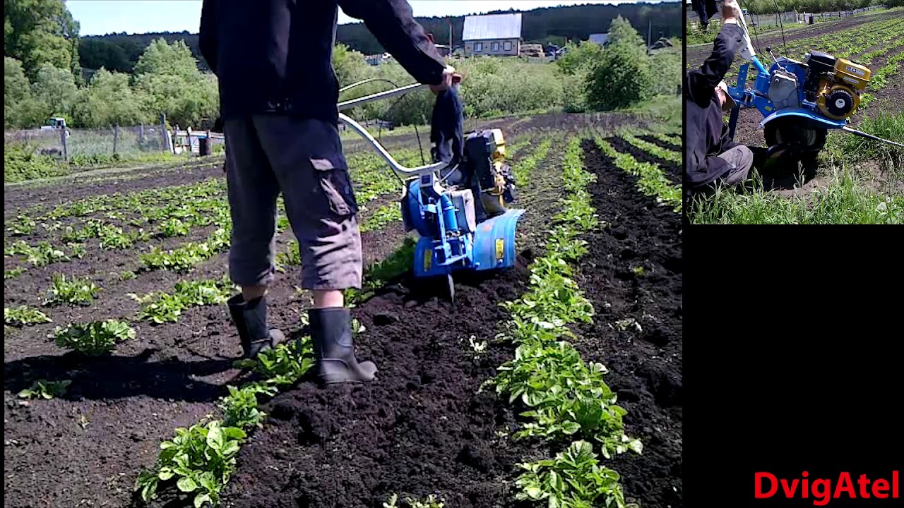 Прополка картошки мотоблоком