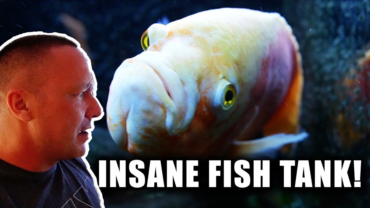 Этот аквариум «Оскар» — самое нелепое, что я видел, И МНЕ ОЧЕНЬ НРАВИТСЯ!!!