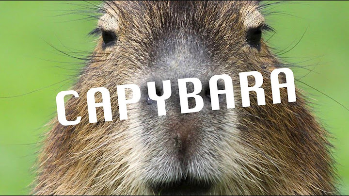 capybara lyric video
