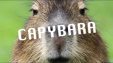 capybara lyric video