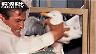 Les Oiseaux (1963) : Ils Attaquent La Maison