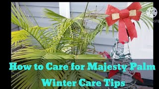 #indoorpalm #majestypalm  How to Care for Majesty Palm Winter Care Tips