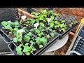 Potting on and sowing a lot for spring  ~ slow gardening!