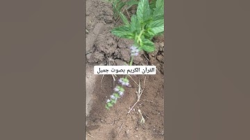 القرآن الكريم بصوت جميل #قرآن #اكسبلور #explore #islamicprayer #اكسبلورر #تيك_توك