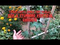 How to Train Luffa Vines Vertically for a Stunning Vertical Garden! 🌱