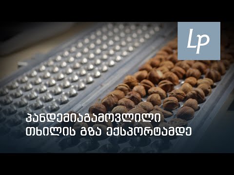 პანდემიაგამოვლილი თხილის გზა ექსპორტამდე