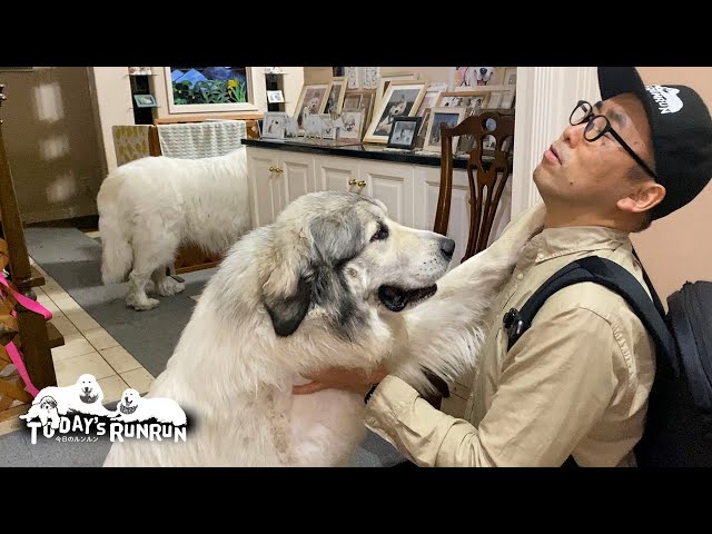 3日ぶりの息子（格下）より1時間ぶりのお父さんを喜ぶ無慈悲なベルです　Great Pyrenees　グレートピレニーズ