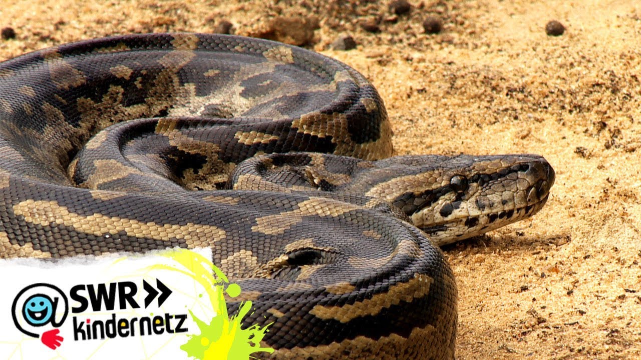 Reitstunden auf dem Bauernhof | OLI's Wilde Welt | SWR Kindernetz