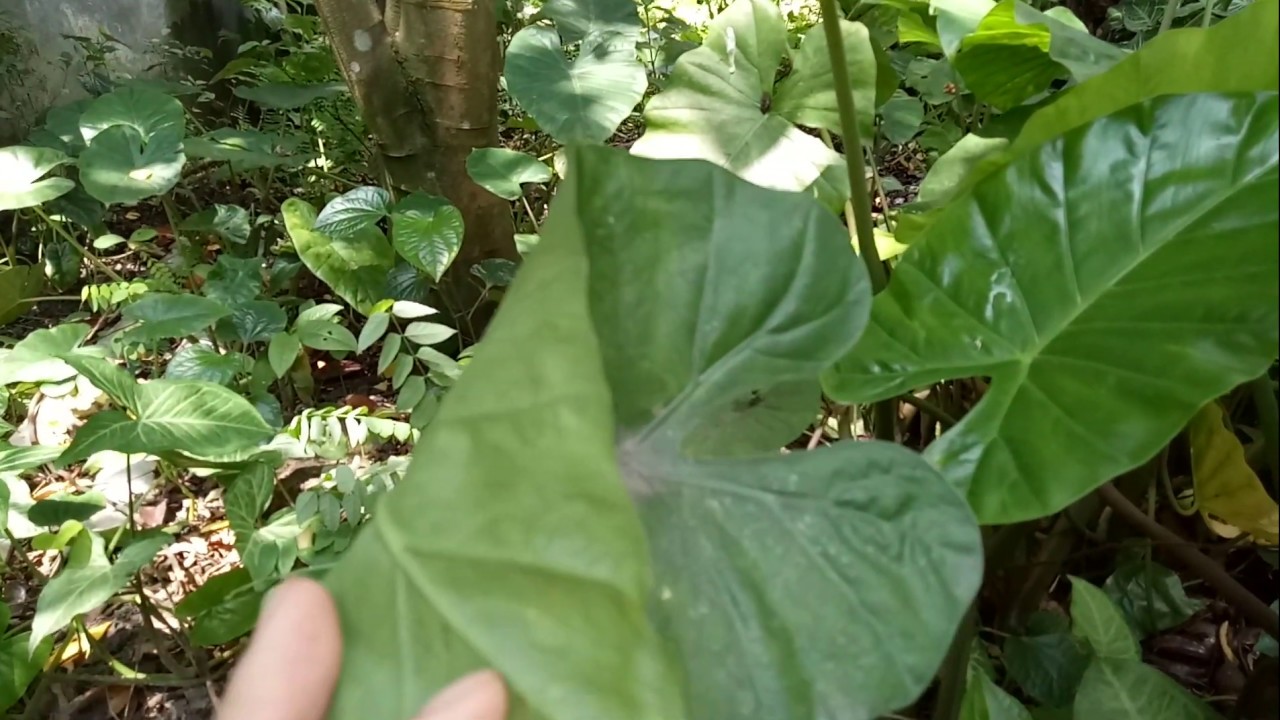 Chữa đau bàn chân, tê bì chân tay, tê mỏi chân tay, tê mỏi