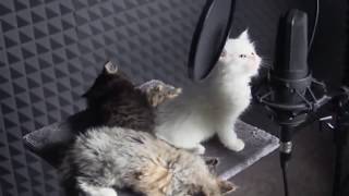 Download Lagu Yiruma - River Flows in You ( Cat Version ) MP3