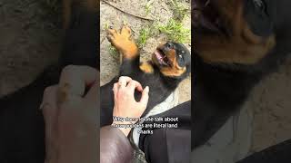 🦈 #dogs #pets #rottweiler #puppy