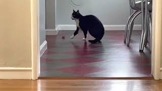Cat coil fetching with Ming the cat (and Michael the cat cameo) by Michael and Ming 118 views 1 year ago 2 minutes, 12 seconds