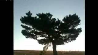 Mehmet Ali Kızılgöz - Yarasın