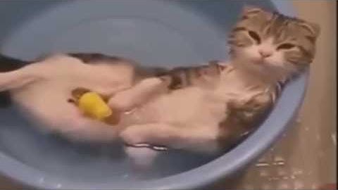 LONG FUNNY CAT COMPILATION - BIGGEST VIDEO of Funny Kitty Cat Fails