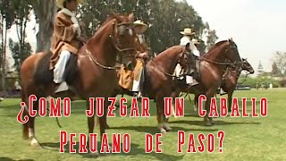 ¿Cómo se juzga un concurso de Caballos Peruanos de Paso?