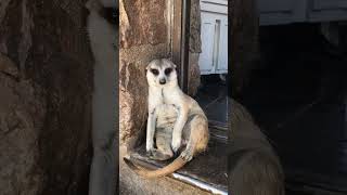 This tame suricate is so lovely!!! Trying to sleep all day long…😍😂