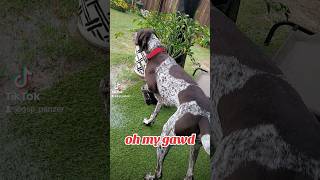 pointing German Shorthaired Pointer GSP puppy Panzer point...#shorts #ytshorts #dog #puppy #viral