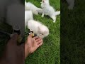 QUALITY KITTEN AVAILABLE #kitten #cat #pets #petlover #cute #explore #kitty #trend #sales #madurai