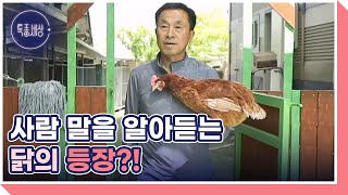 들어는 봤나! 연기하는 닭! MBN 240516 방송