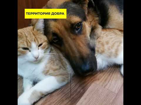 Приют Территория Добра, Московская область, Клинский район