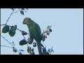 funny parrot eating on the tree.parrot hanging with tree branch for fruit an food.parrot voice/ 4k