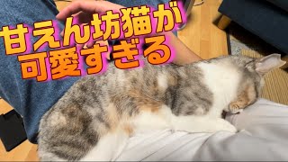 飼い主好き過ぎて離れられない猫 by はるあき 80 views 3 months ago 2 minutes, 25 seconds