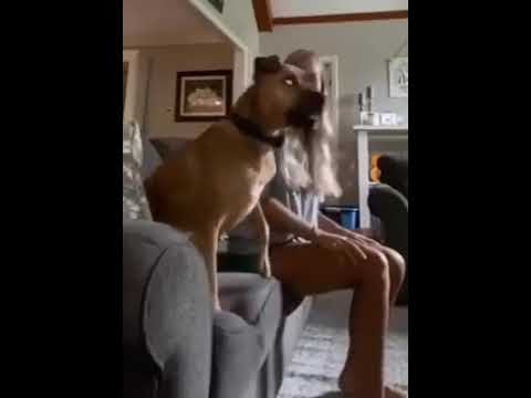 Video: Cercetările Relevă Ce Gândește Câinele Tău Cu Adevărat