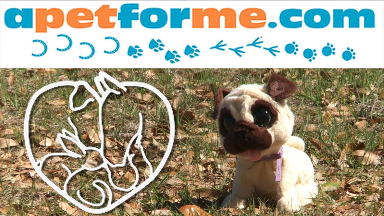 How (and NOT) to Introduce Yourself to a Dog! - YouTube