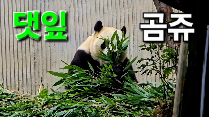댓잎 곰쥬~푸바오는 댓잎을 가리는게 아니고 먹지요~😆👍 | 6월 23일 오전 제2편