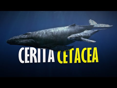 Video: Bagaimana untuk mengenal pasti cetacean?