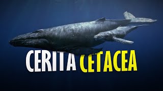 Cerita Cetacea #AlamSemenit