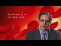 Sickle Cell Disease: Understanding Its Impact on Health and Body Function