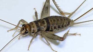 Breeding Crickets Bioactively - They Smell Better!