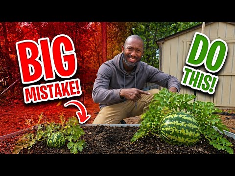 Most People Plant Watermelons WRONG — Do This Instead