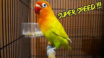 MASTERAN LOVEBIRD SPEED RAPAT NGEKEK PANJANG FULL !!!