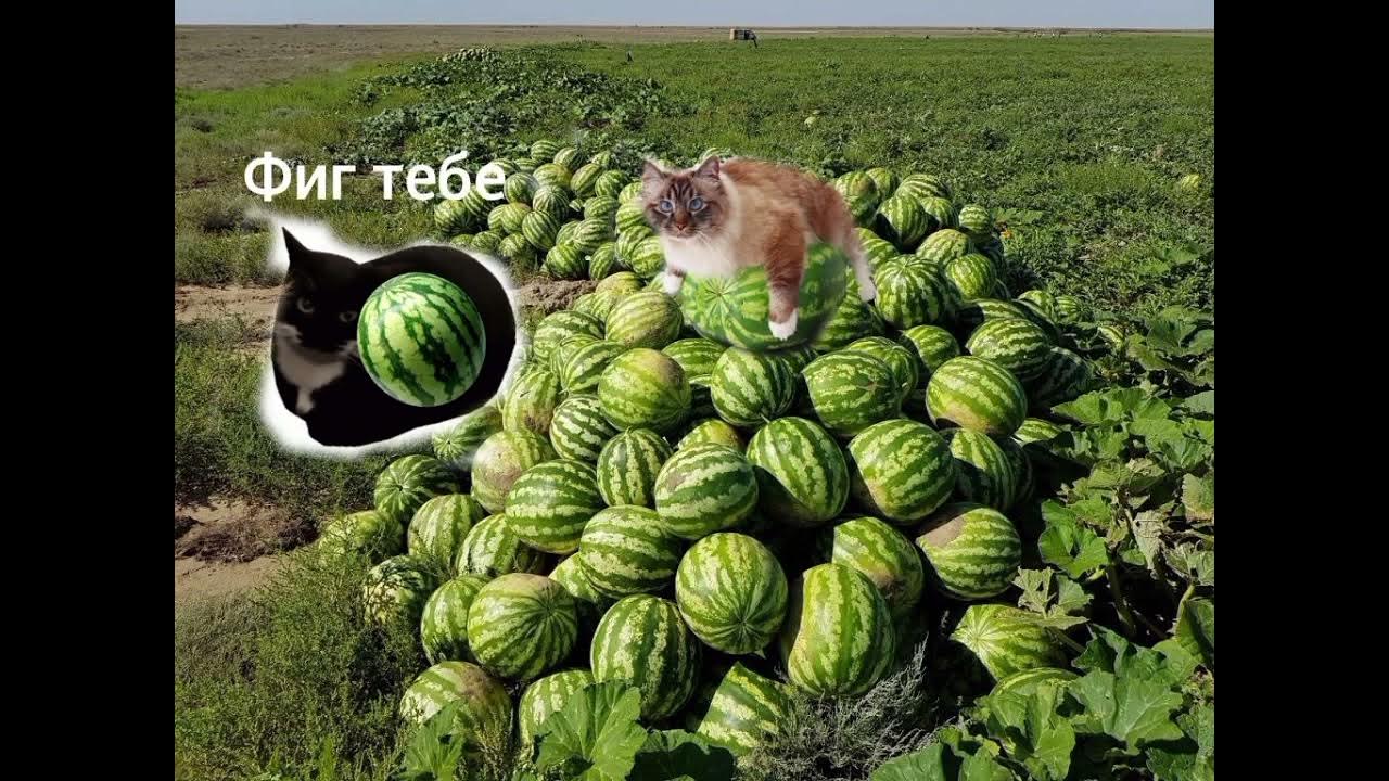 кот на арбузе 2 - YouTube