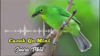 Suara Pikat Cucak Ijo Mini #suarapikatburung #birds #bird #suarapikat #burungkicau #burunggacor