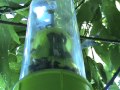 RESCUE Stink Bug Trap Review Final