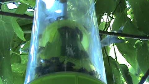 RESCUE Stink Bug Trap Review Final